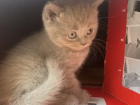 British longhair annenin bebekleri