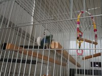 Cennet sevda papağanı 9 12 aylık