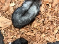 Nadir siyah gonzales hamster