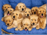 Irk Ve Sağlık Garantili Golden Retriever Bebekler