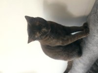 British shorthair kedisi 8-10 aylık