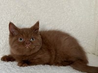 Safkan British Shorthair Cinnamon dişi yavru