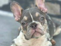 French Bulldog Köpekler