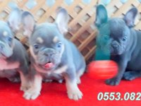 LİLAC TAN QUAD ve BLUE QUAD ÜST SEVİYE FRENCH BULLDOG