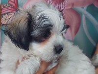 Yakışıklı Şampiyon Maltese Terrier
