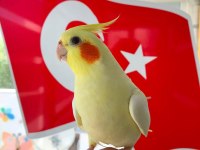 Yavru sultan papağanları