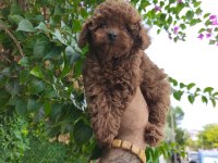 poodle yavrularımız