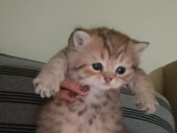 British longhair golden