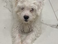 Maltese Dişi Bebeğimiz