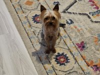 Yorkshire terrier yavrularımız a yuva arıyoruz