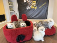 RENK RENK ORJİNAL SCOTTISH FOLD  YAVRULAR ANKARA