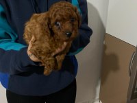 Bursa toy poodle