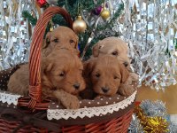 Gerçek maltipoo köpeği yavrularimiz