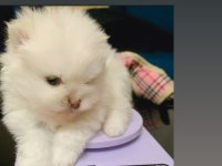 Mikro Pomeranian Boo Dişi Güzellik