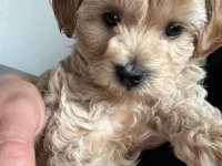 maltipoo cinsi köpeğimiz