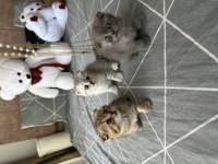 Scottish fold kediler için ulaşın