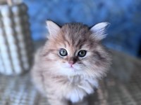 A Kalite British longhair golden black dişi yavru