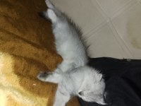 British Longhair Güzel Kızımız