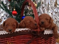 Orjinal safkan toy poodle yavrular