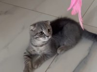 Oyuncu uygun yavru british shorthair kedimiz
