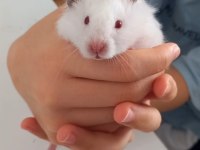 Hamster Coco Yeni Yuvasını Arıyor (eşyalarıyla birlikte)