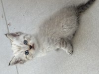 Birbirinden Güzel British Shorthair Bebeklerimiz