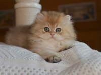 Soft Renkli Golden British Longhair yavrumuz