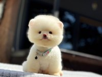 Ayıcık surat Pomeranian yavrular
