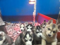 Orjinsl husky yavrularimiz