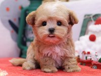 En Sevimli Maltipoo Çocuklar