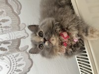 British longhair