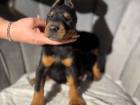 İri Doberman Erkek ve Dişi Yavrular