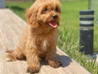 Cavapoo Yavruları Sağlık Ve Irk Garantili