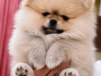 Mersin yavru pomeranian boo