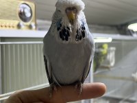 SHOW JUMBO YAVRULAR ÜST VASIF MUHABBET KUŞU