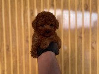 Toy Poodle Bebekler Referans Yavru