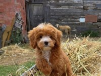 Biblo Maltipoo Gülen Yüz