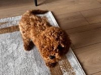 Safkan toy poodle yavrumuz 2.5 aylık