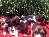 Beagle yavrular