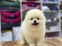 Yeni evlerine gitmeye hazır pomeranian yavruları