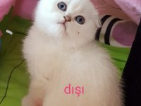 Scottish straight ve scottish fold yavrular