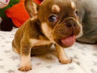 Anatomi harikası lilac tan french bulldog bebeklerimiz
