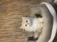 Anne Baba Şecereli NY12 Safkan British Longhair Dişi