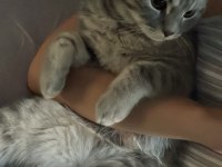 Kedimiz Lokum yuva arıyor
