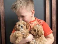 Kg garantili maltipoo yavrularımız