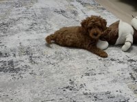3 Aylık Toy Poodle