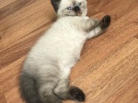 Oyunculuk desen var karizma desen var