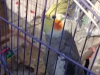 Son bir takım sultan ve yavrusu