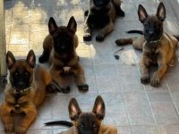 Belçika kurdu (malinois)