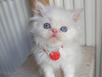 SAFKAN İRAN KEDİSİ YAVRULARI